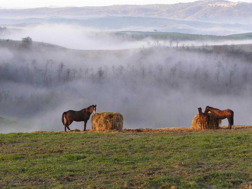 Fattoria Pieve A Salti Villa Buonconvento Exteriör bild